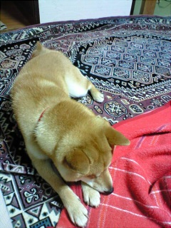 �ߏ��̃����R